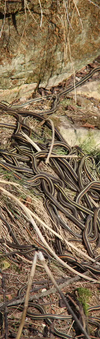 Narcisse Snake Dens
